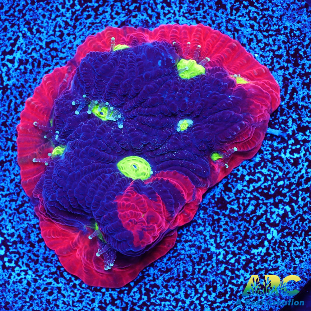 Bicolor War Coral