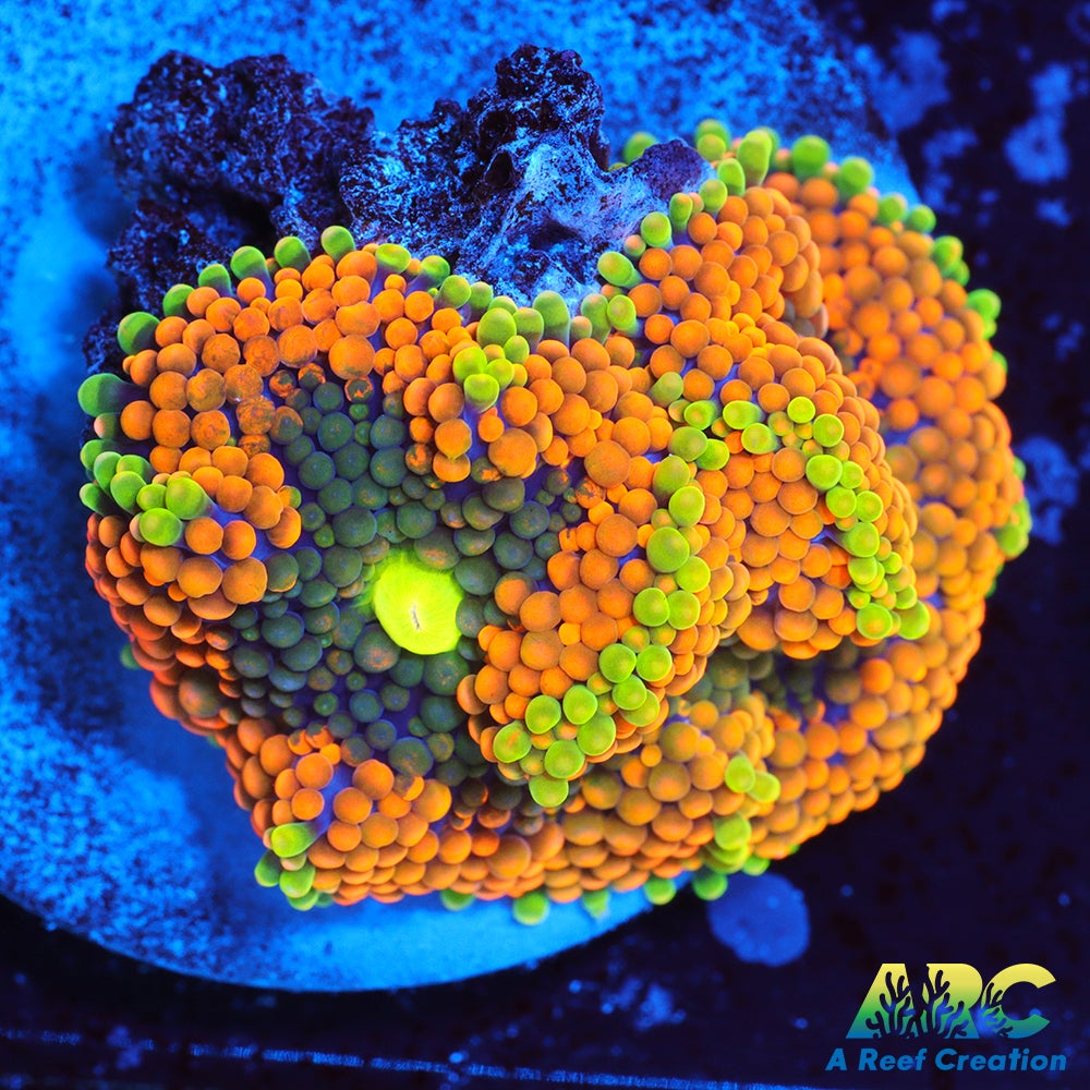 Rainbow Ricordea