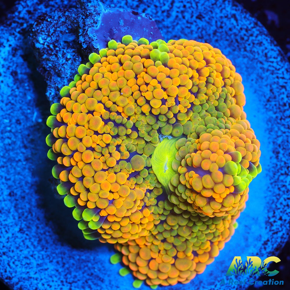Rainbow Ricordea