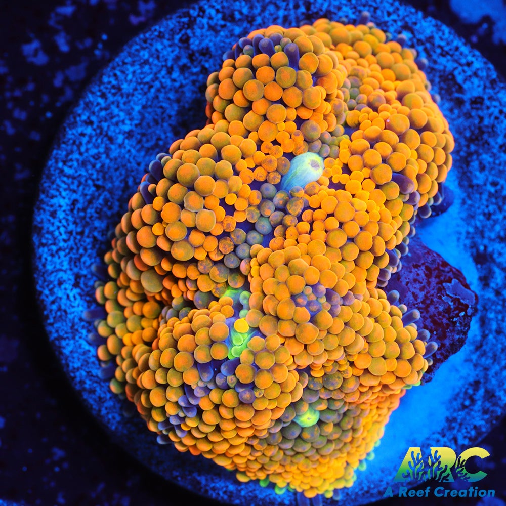 Rainbow Ricordea