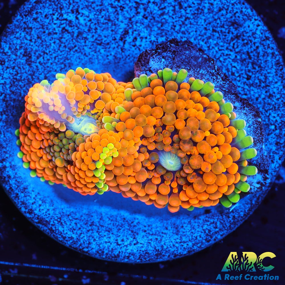 Rainbow Ricordea