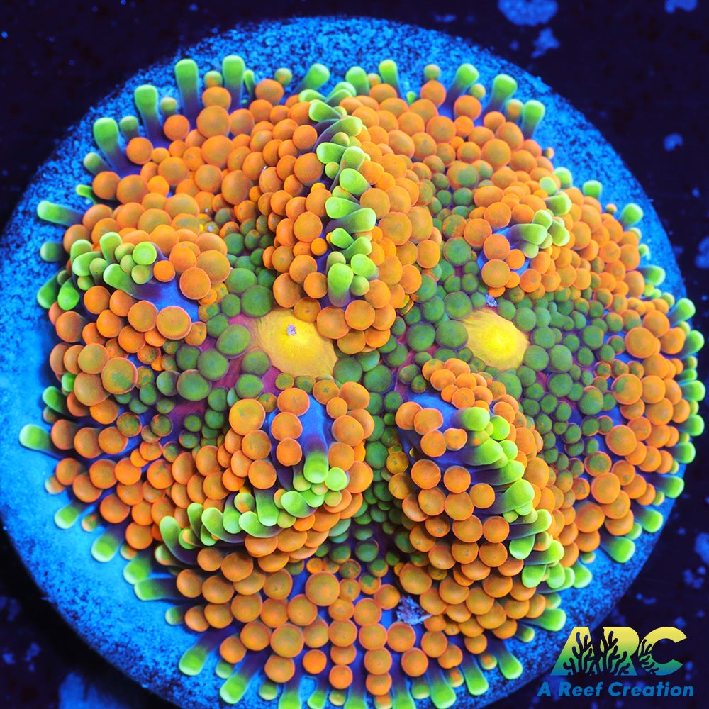 Rainbow Ricordea