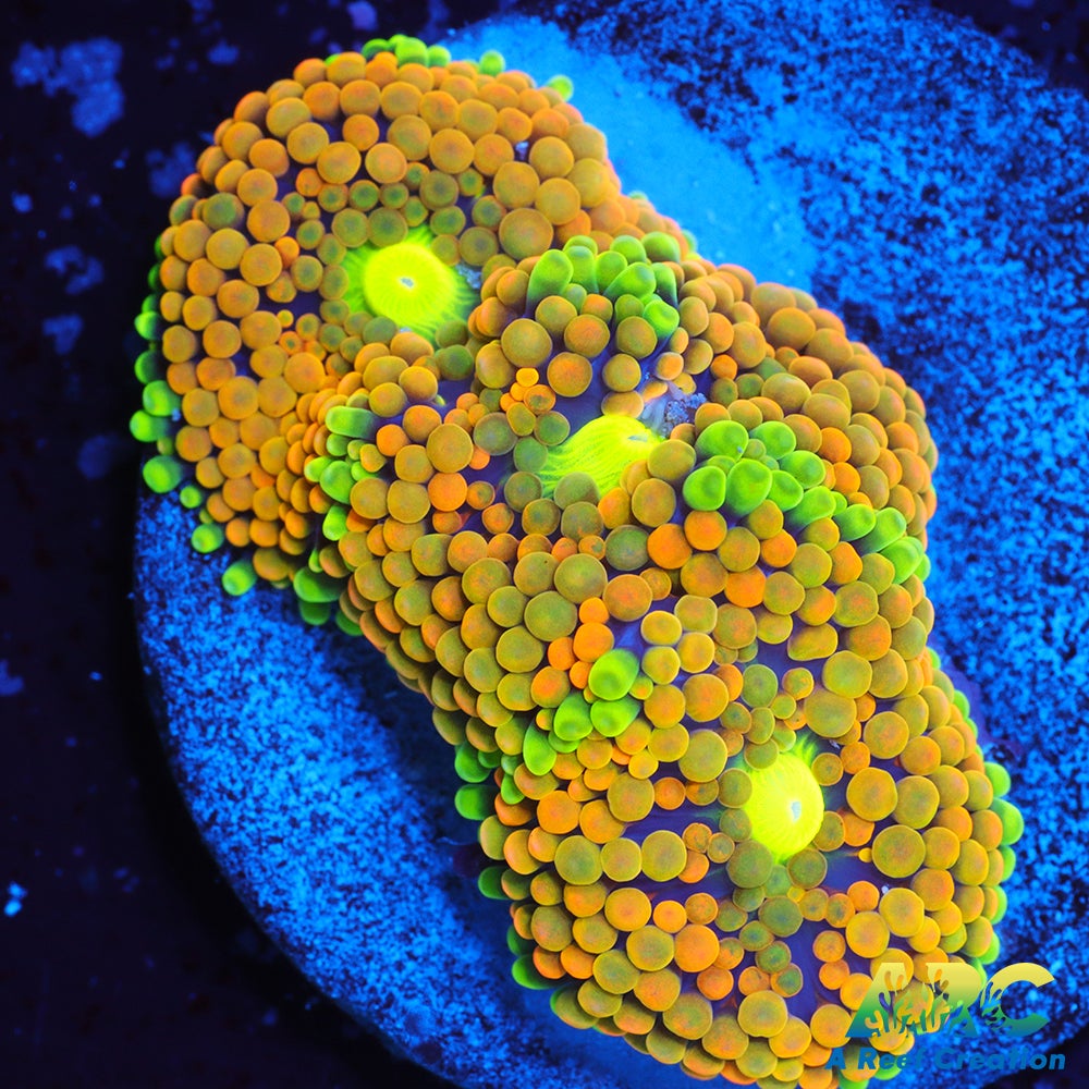 Rainbow Ricordea