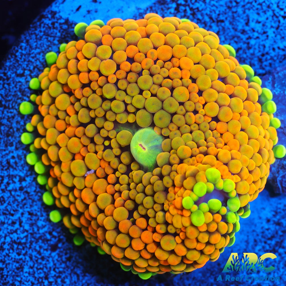 Rainbow Ricordea