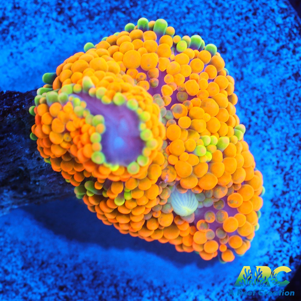 Rainbow Ricordea