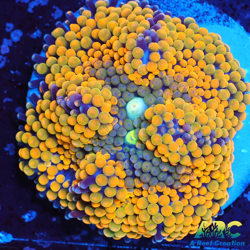 Rainbow Ricordea