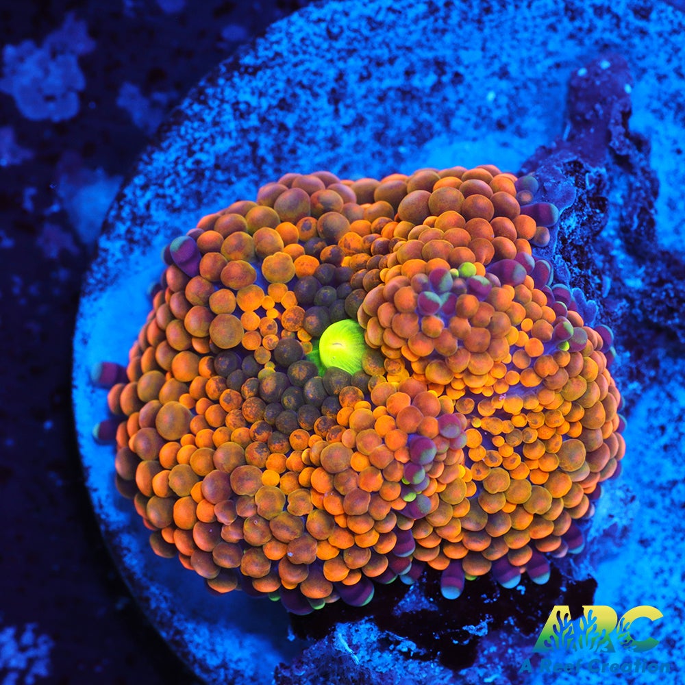 Rainbow Ricordea