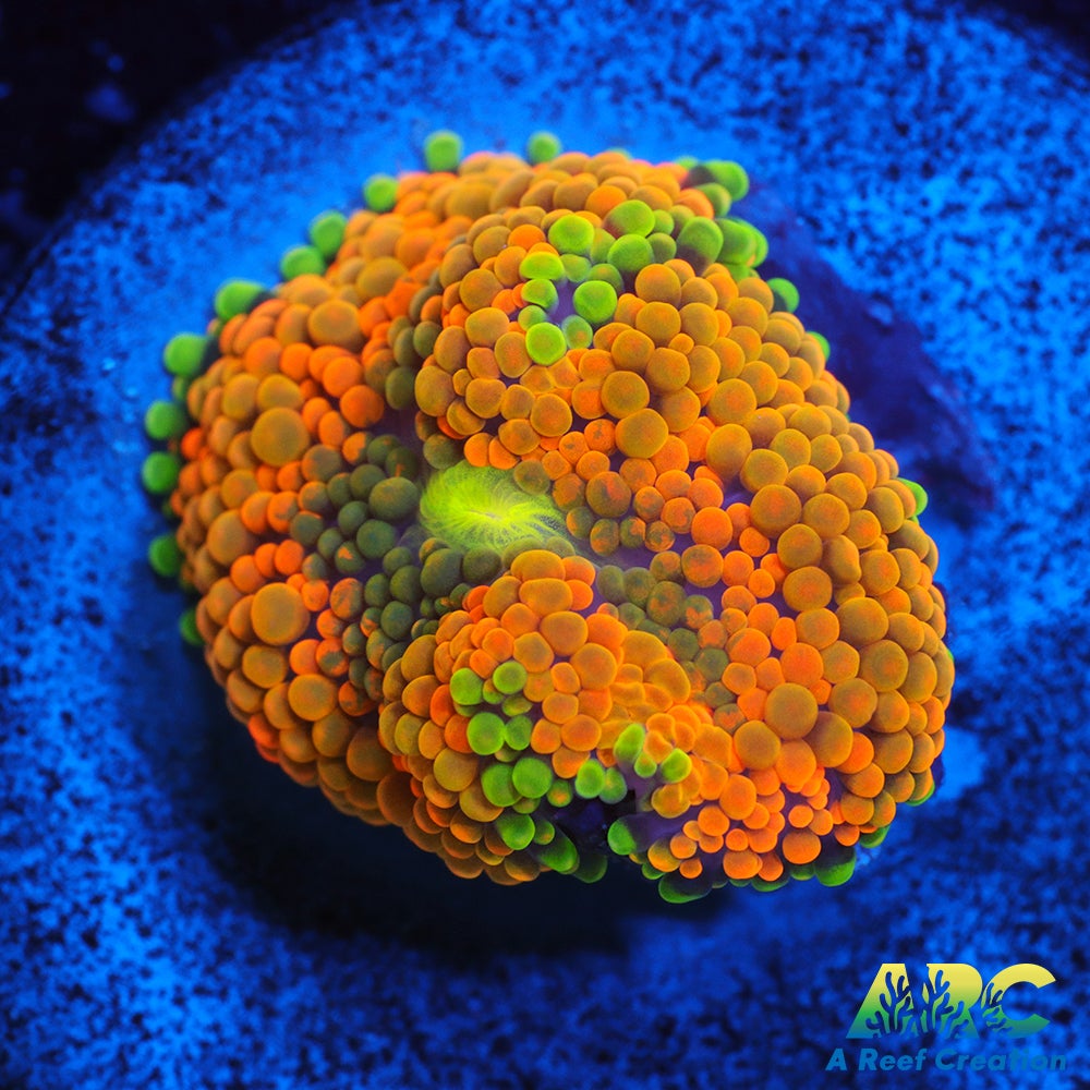 Rainbow Ricordea