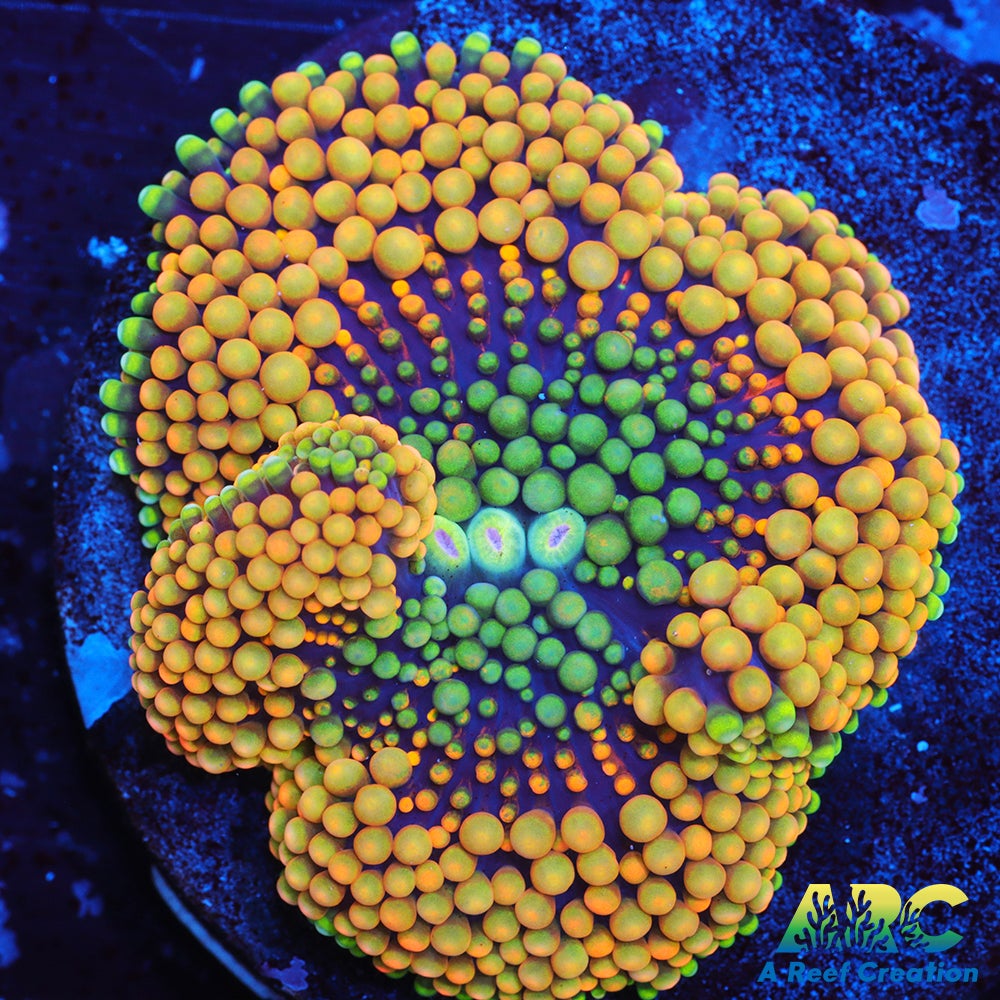 Rainbow Ricordea