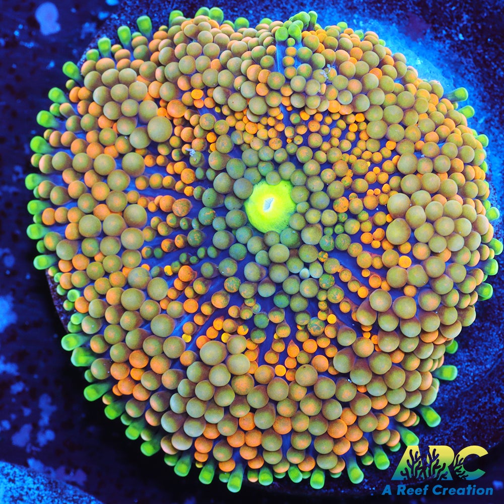 Rainbow Ricordea