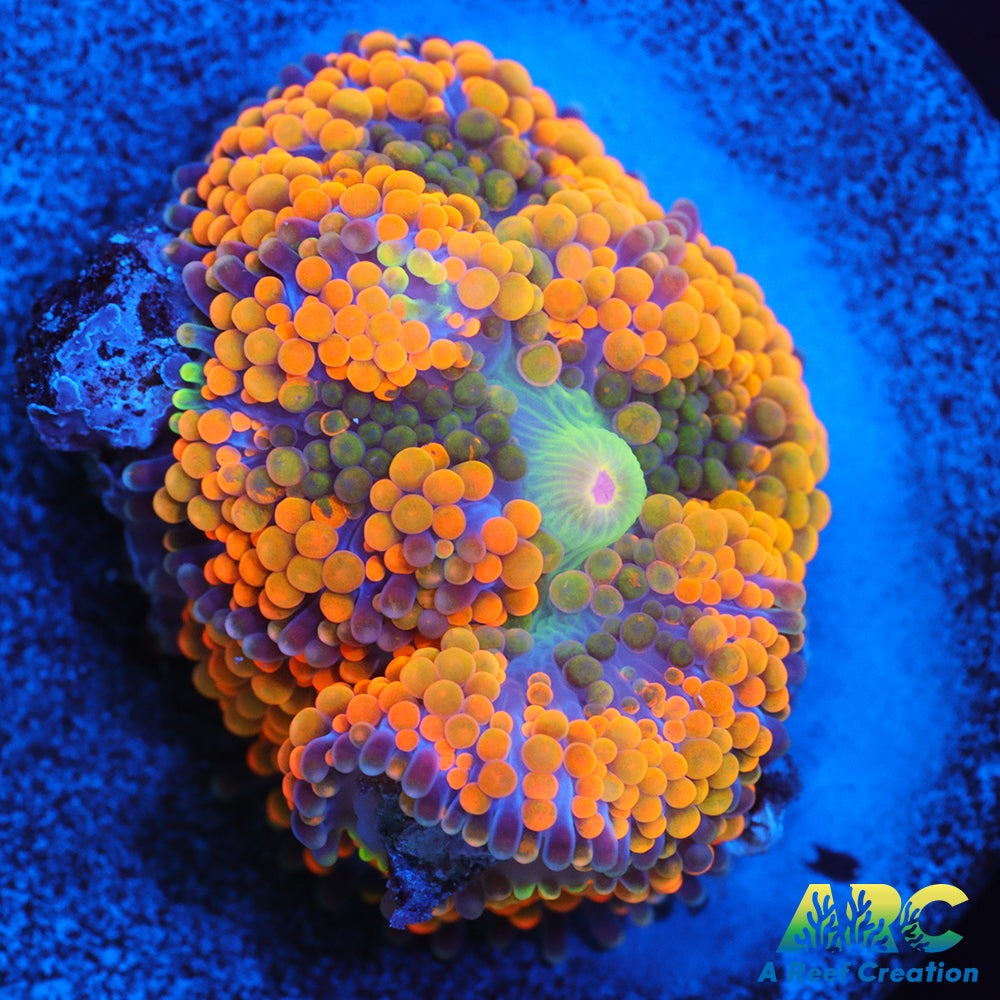 Rainbow Ricordea