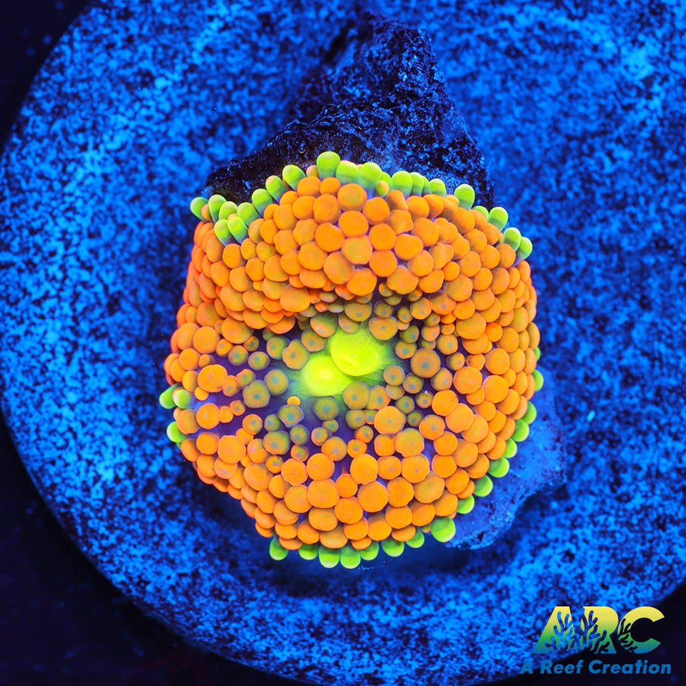 Rainbow Ricordea