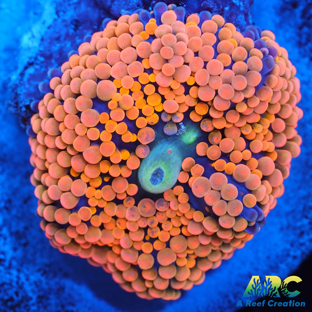 Rainbow Ricordea