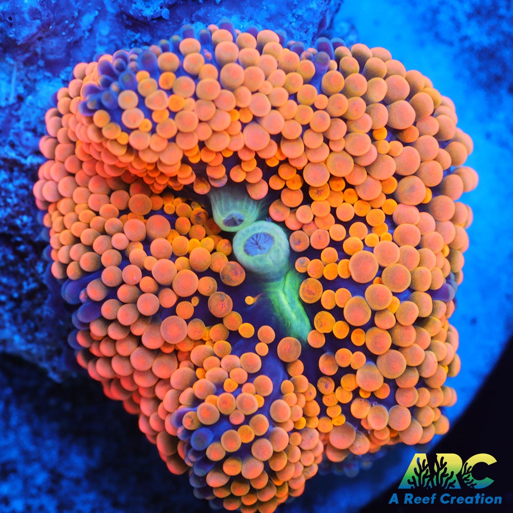 Rainbow Ricordea
