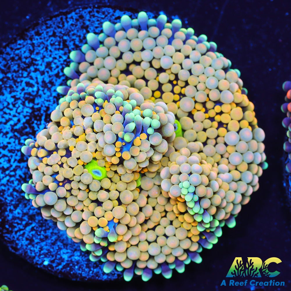 Rainbow Ricordea