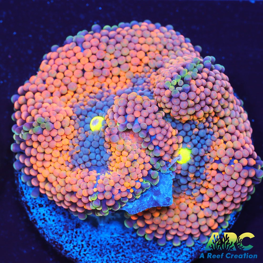 Rainbow Ricordea