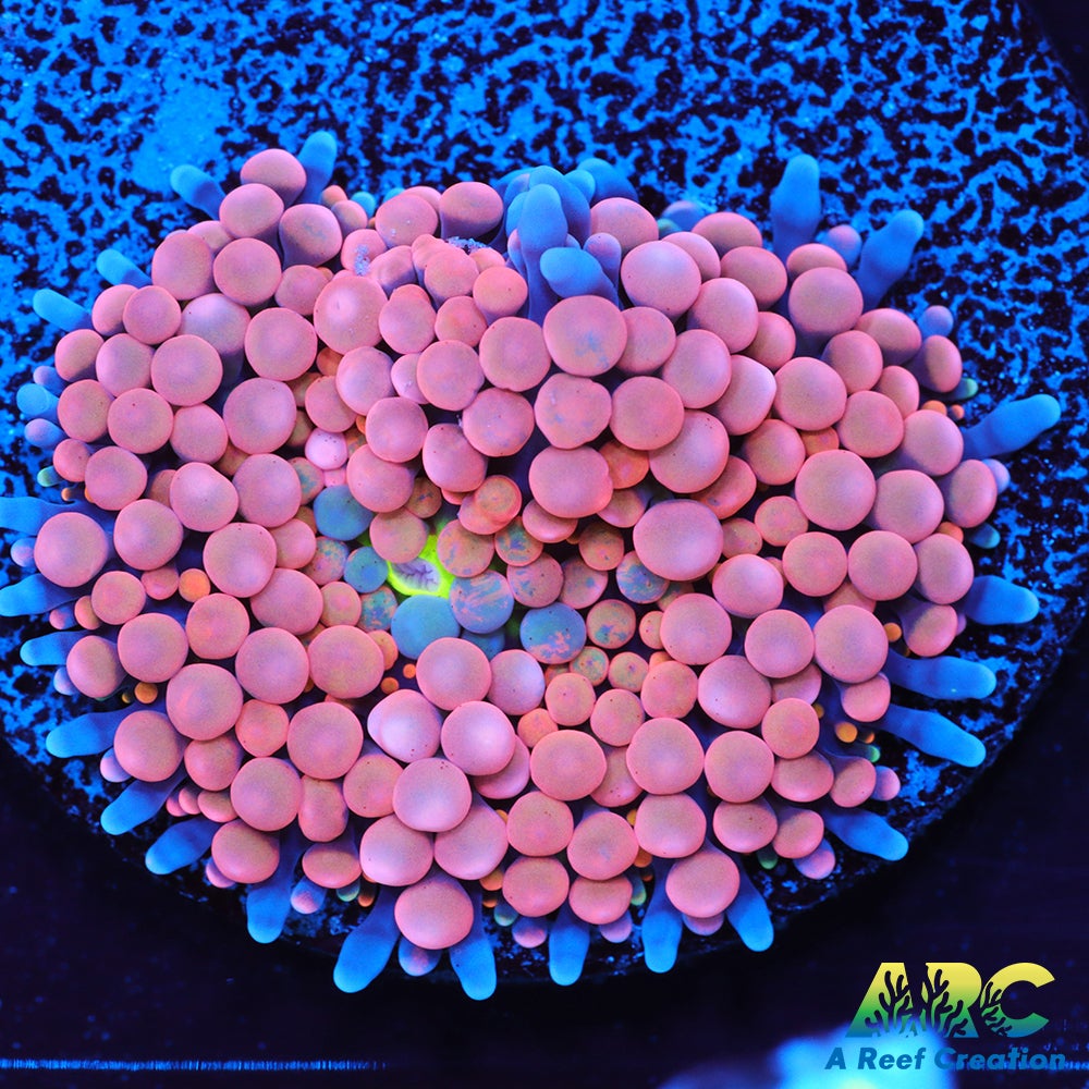 Rainbow Ricordea