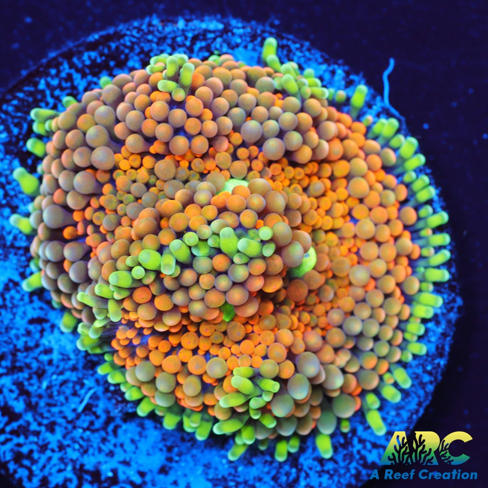 Rainbow Ricordea