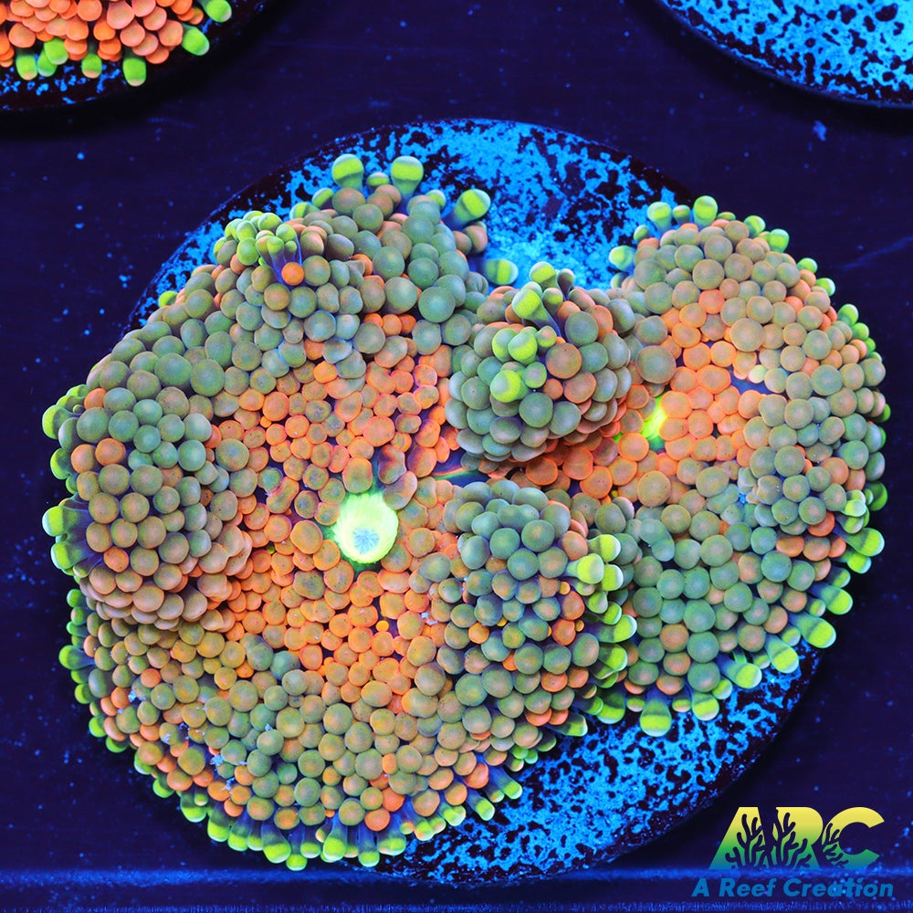 Rainbow Ricordea