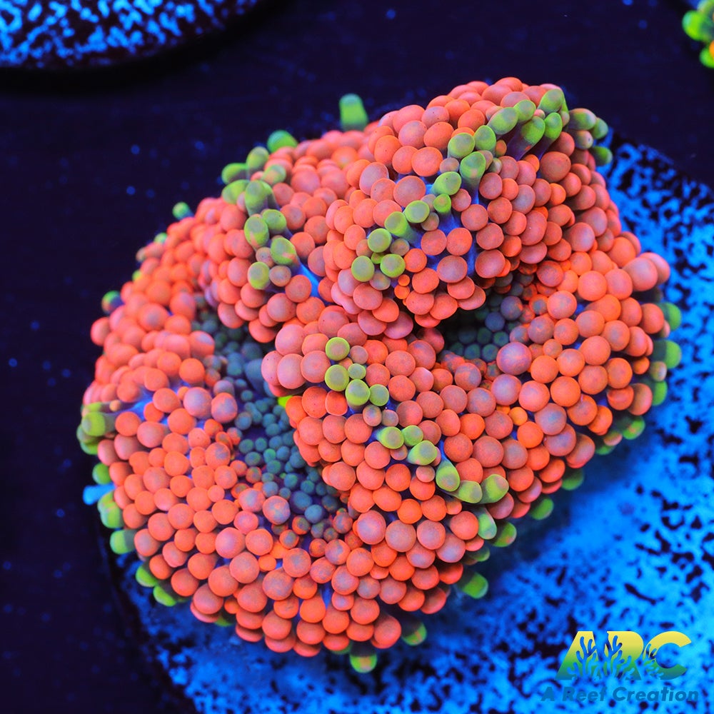 Rainbow Ricordea
