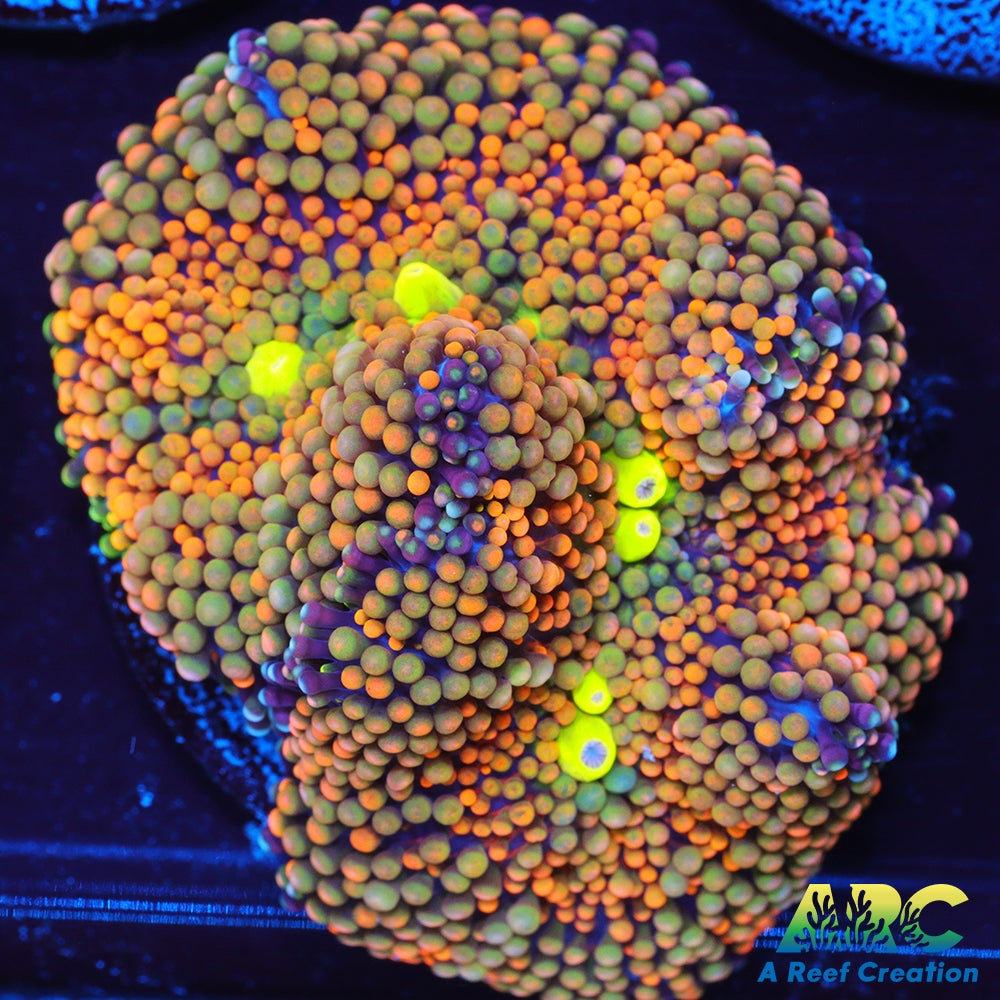 Rainbow Ricordea