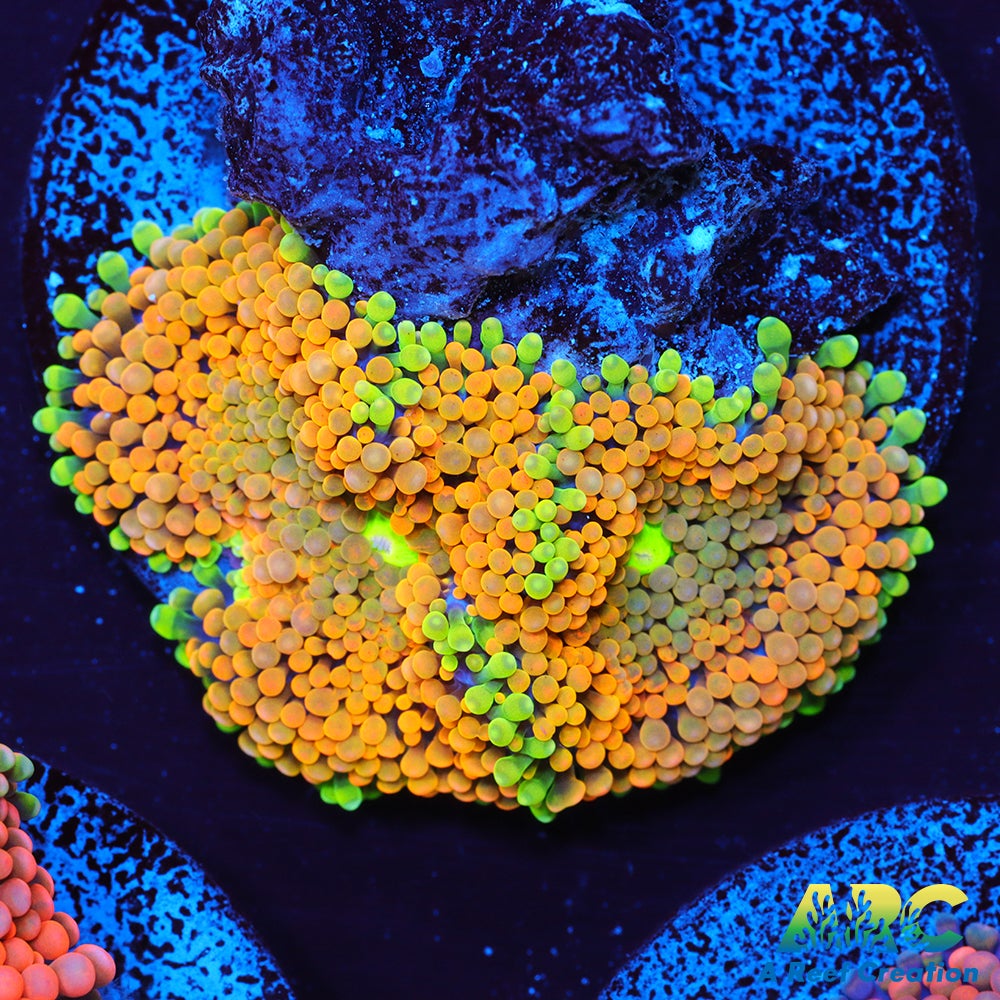 Rainbow Ricordea