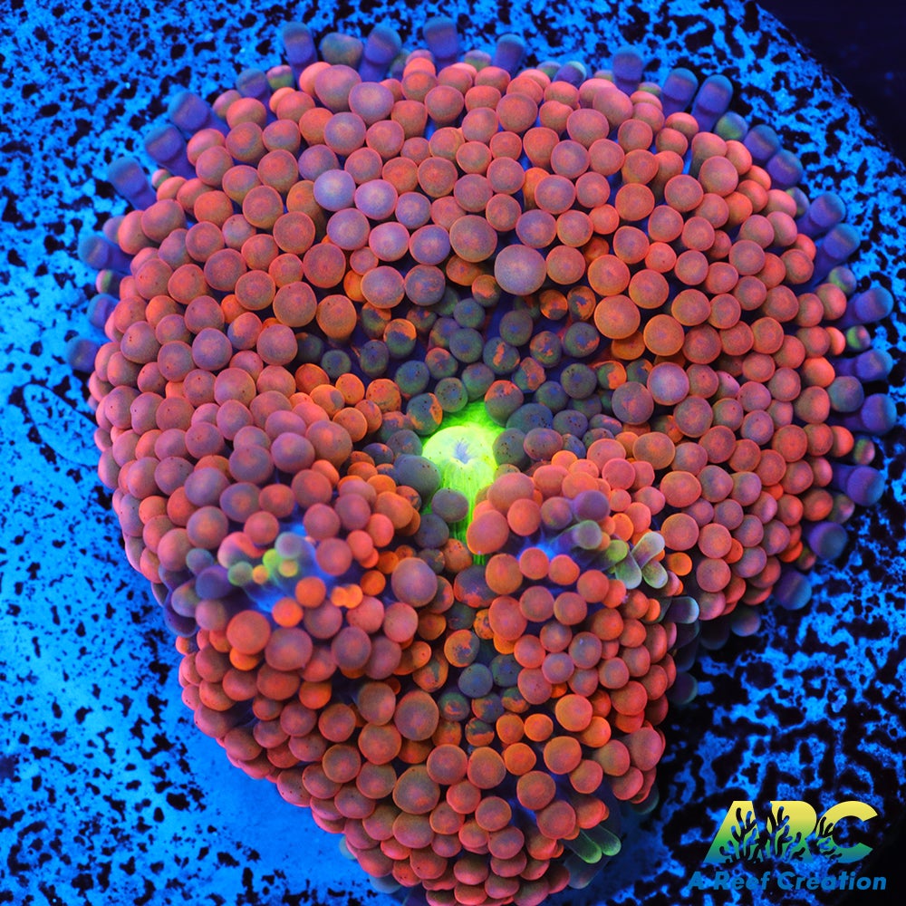 Rainbow Ricordea