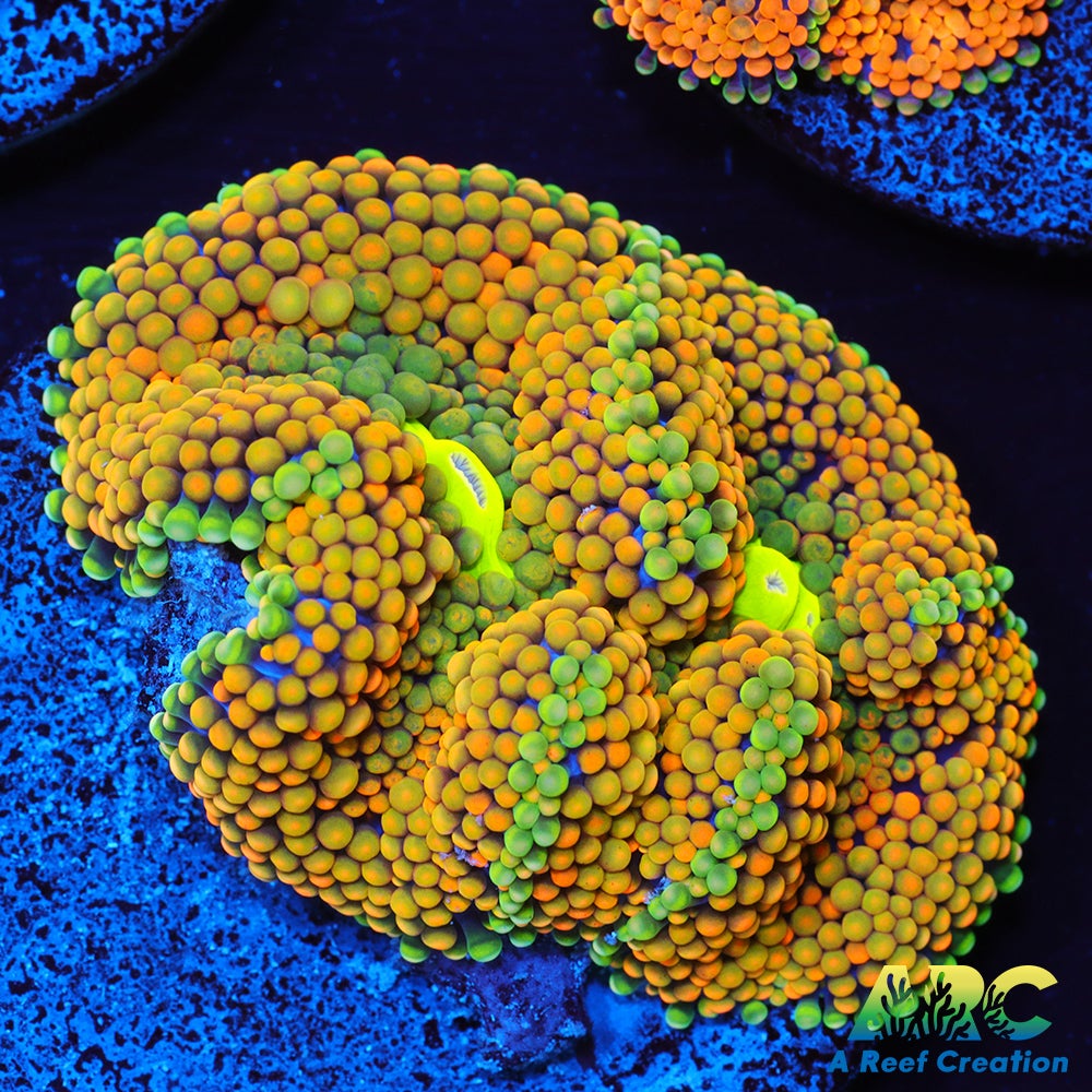Rainbow Ricordea