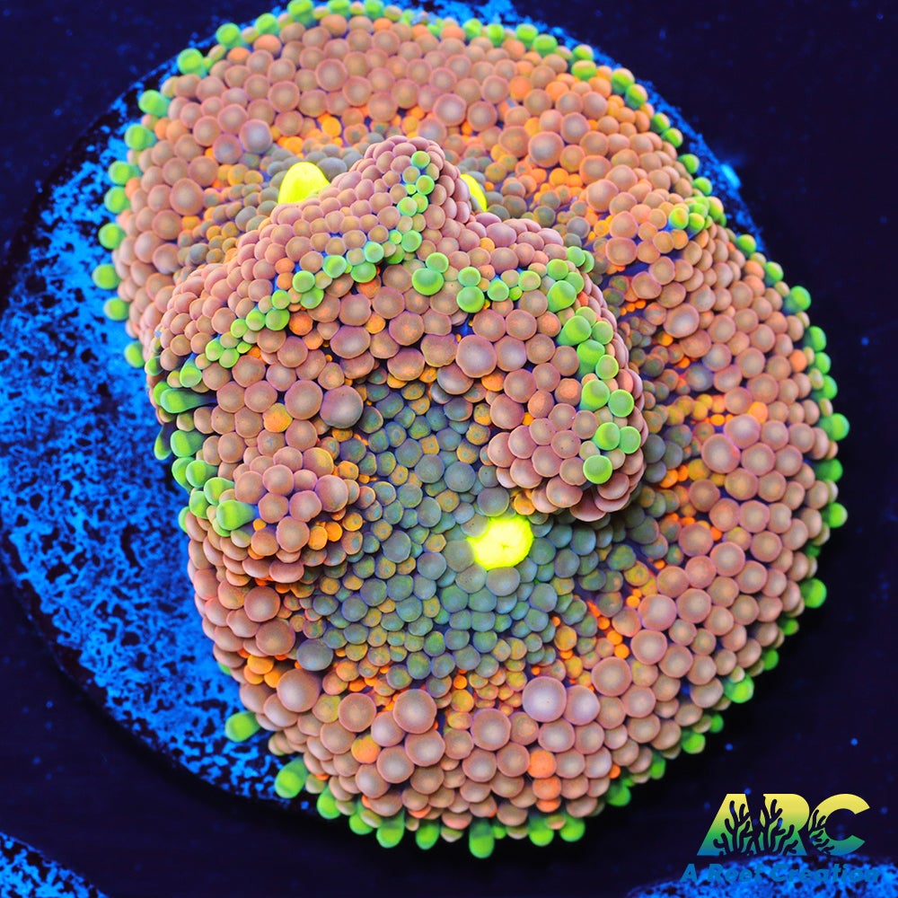 Rainbow Ricordea