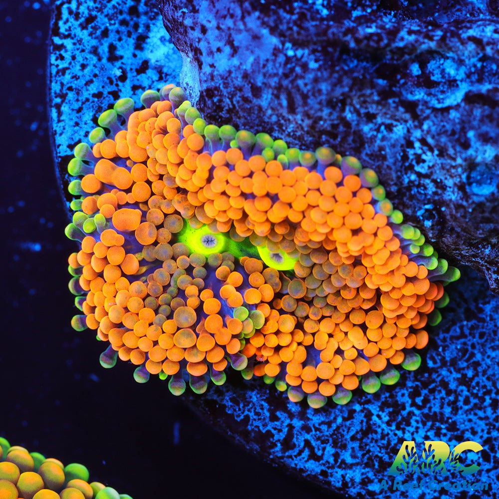 Rainbow Ricordea