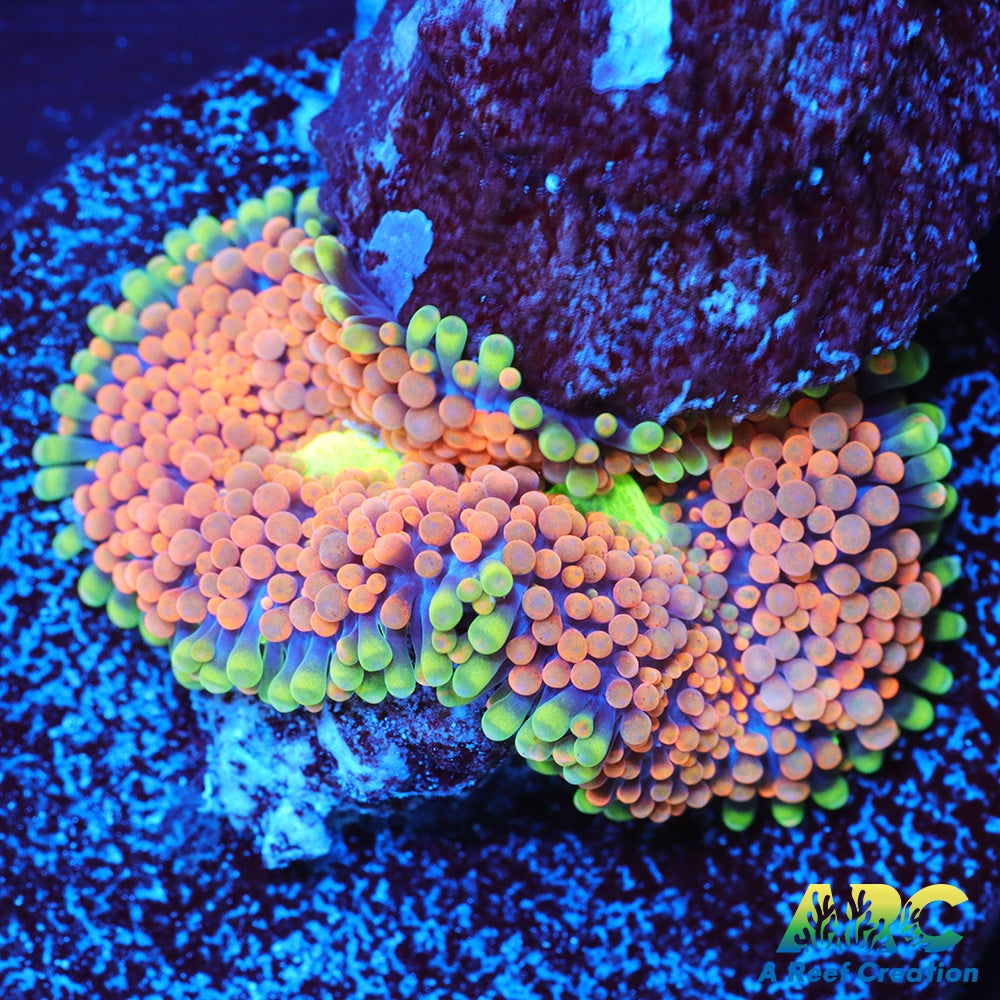 Rainbow Ricordea