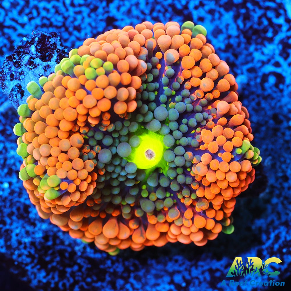 Rainbow Ricordea