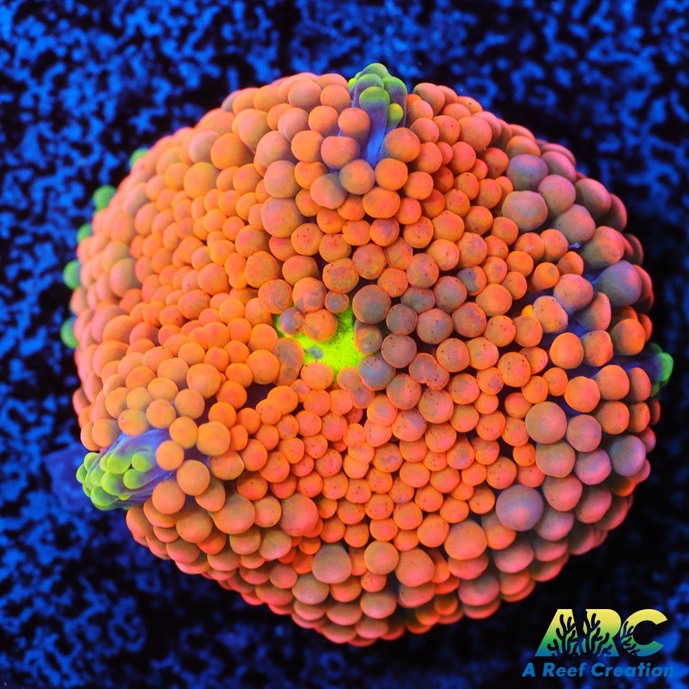 Rainbow Ricordea