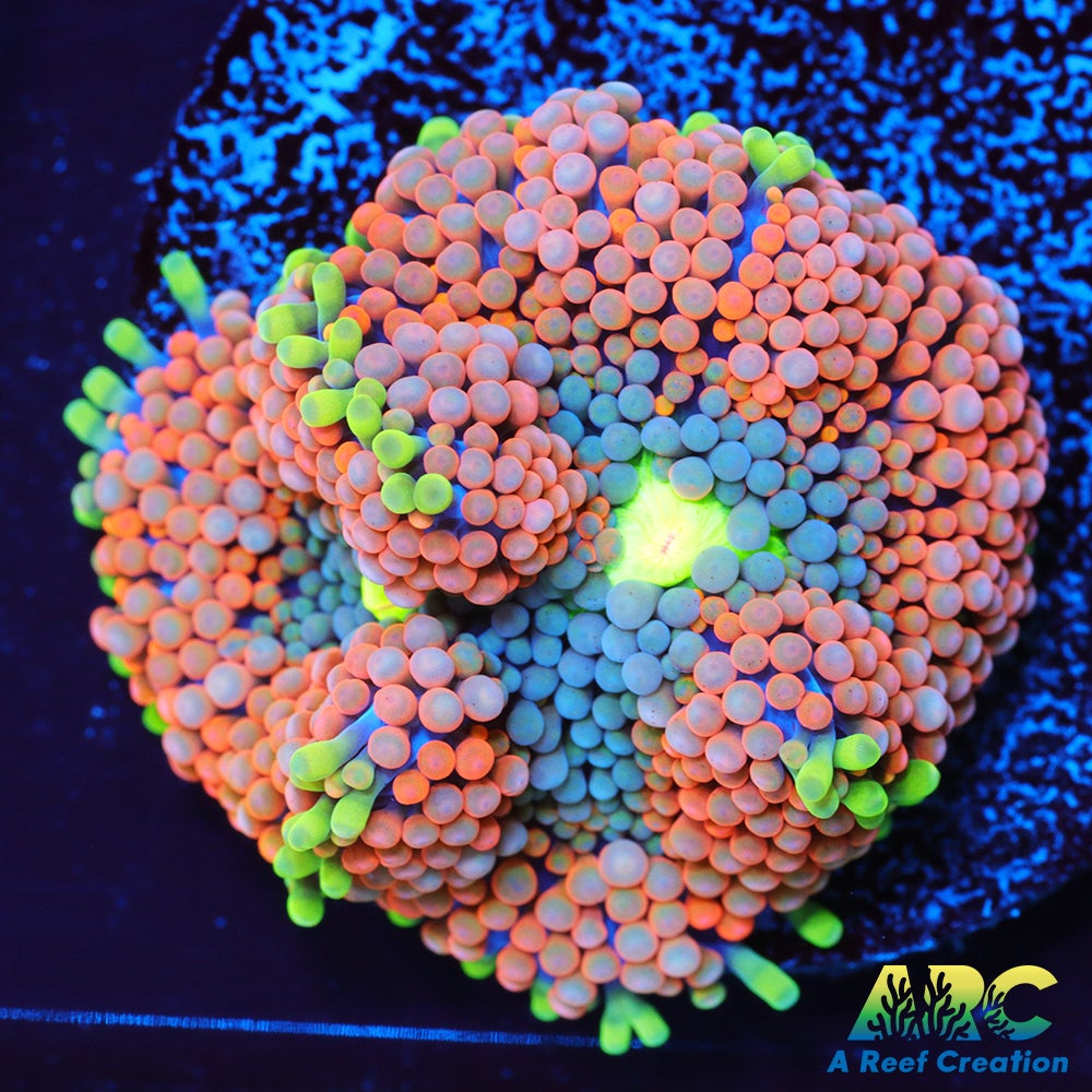 Rainbow Ricordea