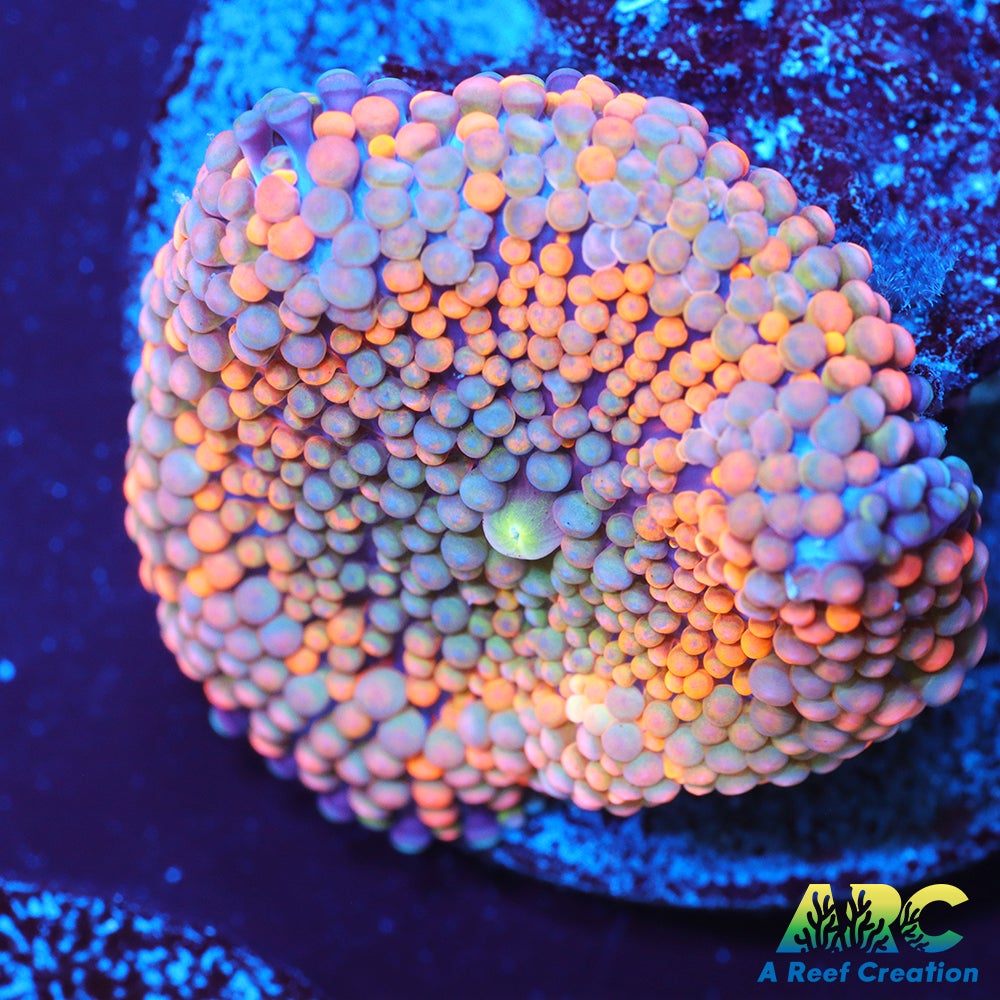 Rainbow Ricordea