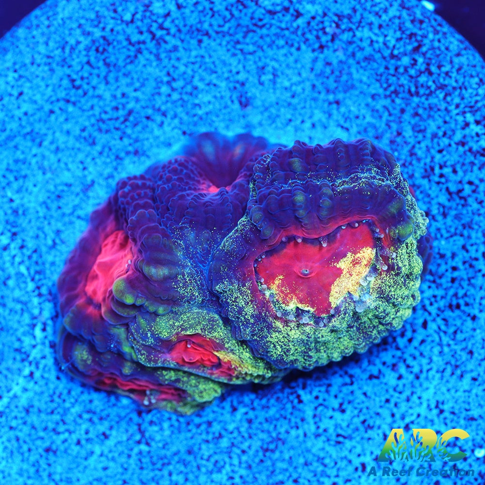 ARC Tie Dyed Favia