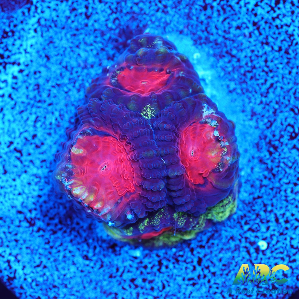ARC Tie Dyed Favia