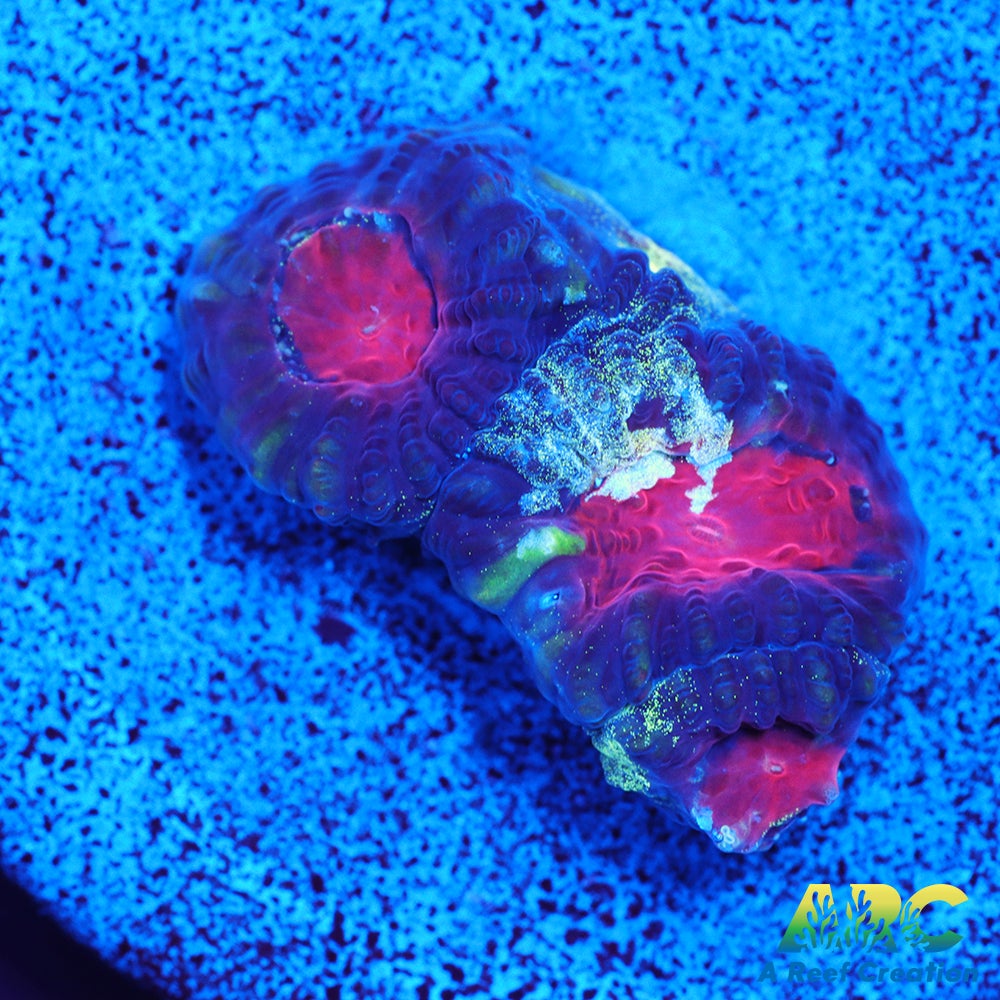 ARC Tie Dyed Favia