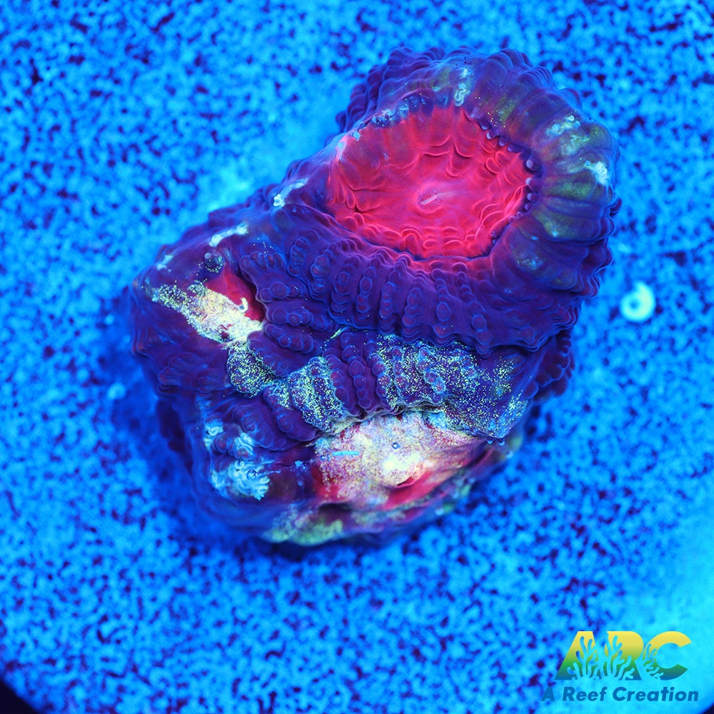 ARC Tie Dyed Favia