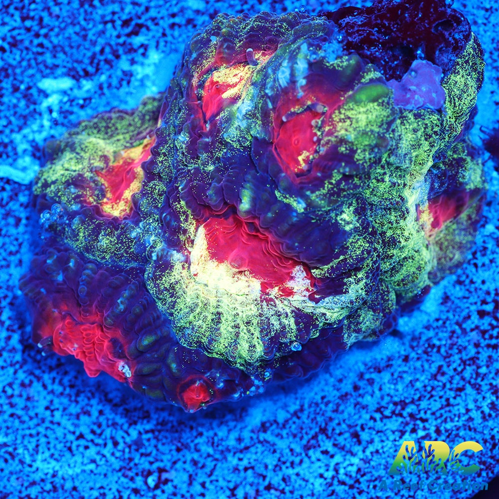 ARC Tie Dyed Favia
