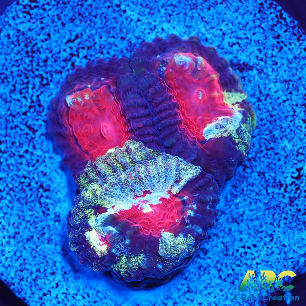 ARC Tie Dyed Favia