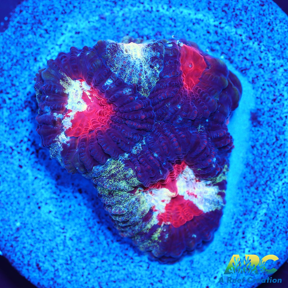 ARC Tie Dyed Favia
