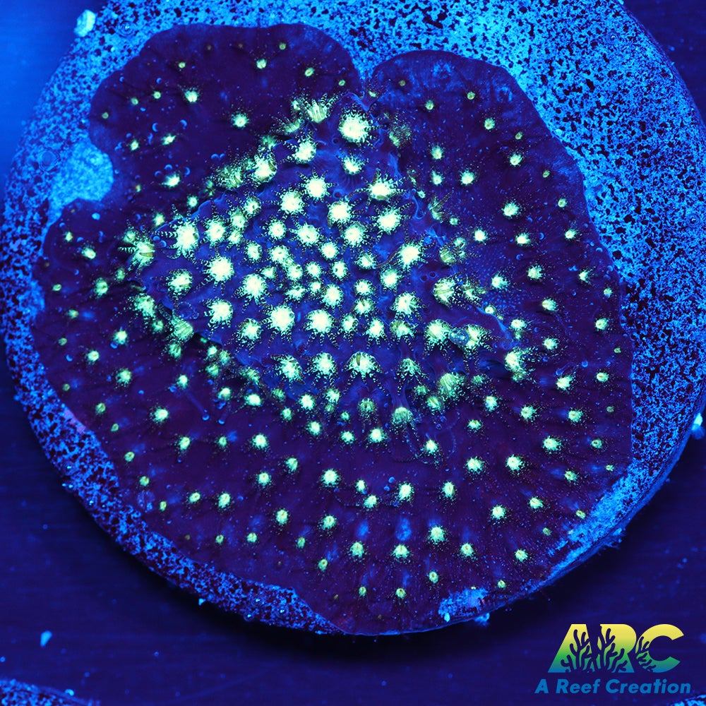 ARC Interstellar Stylo