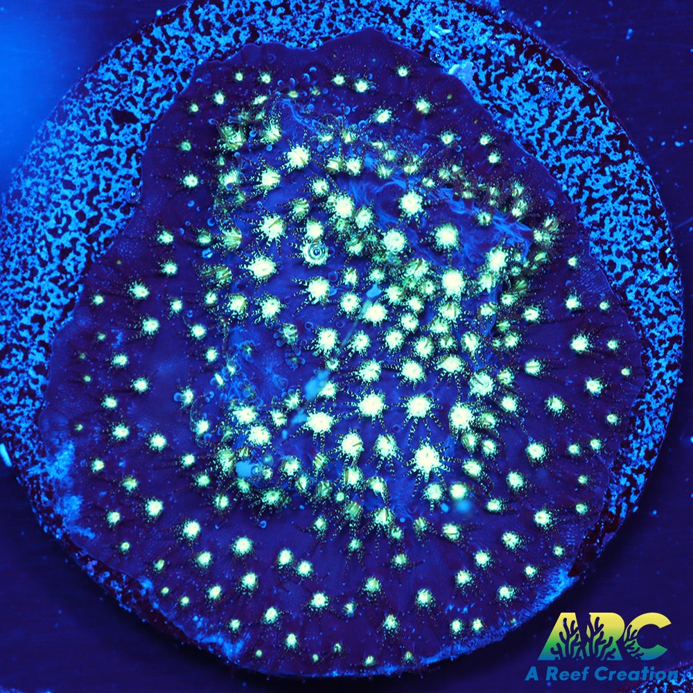 ARC Interstellar Stylo