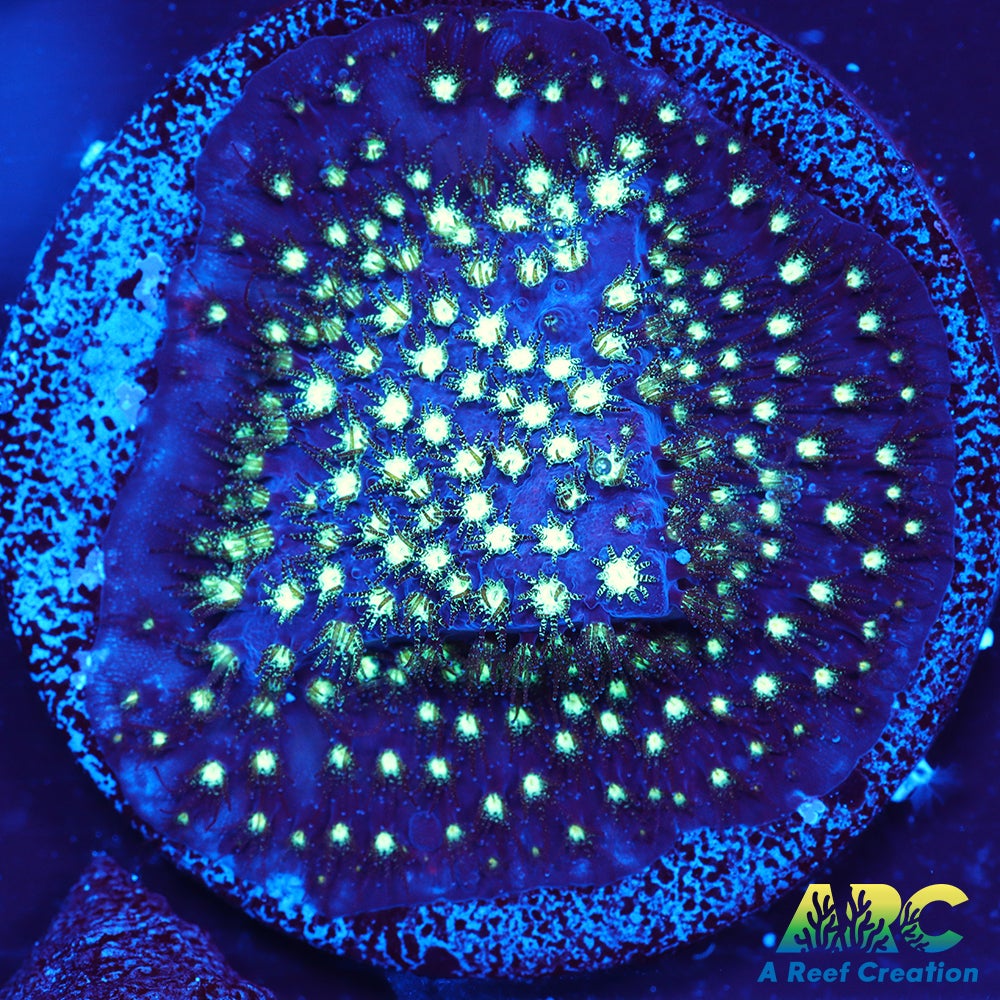 ARC Interstellar Stylo