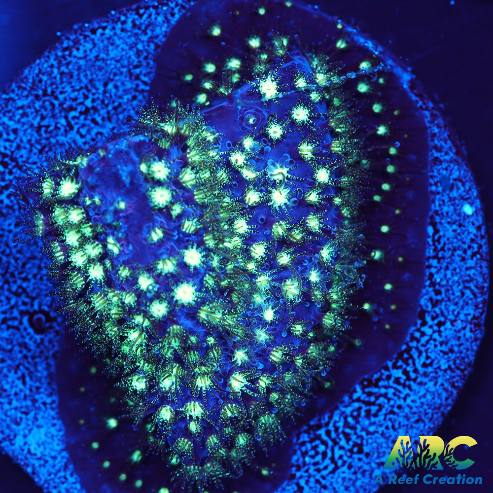 ARC Interstellar Stylo