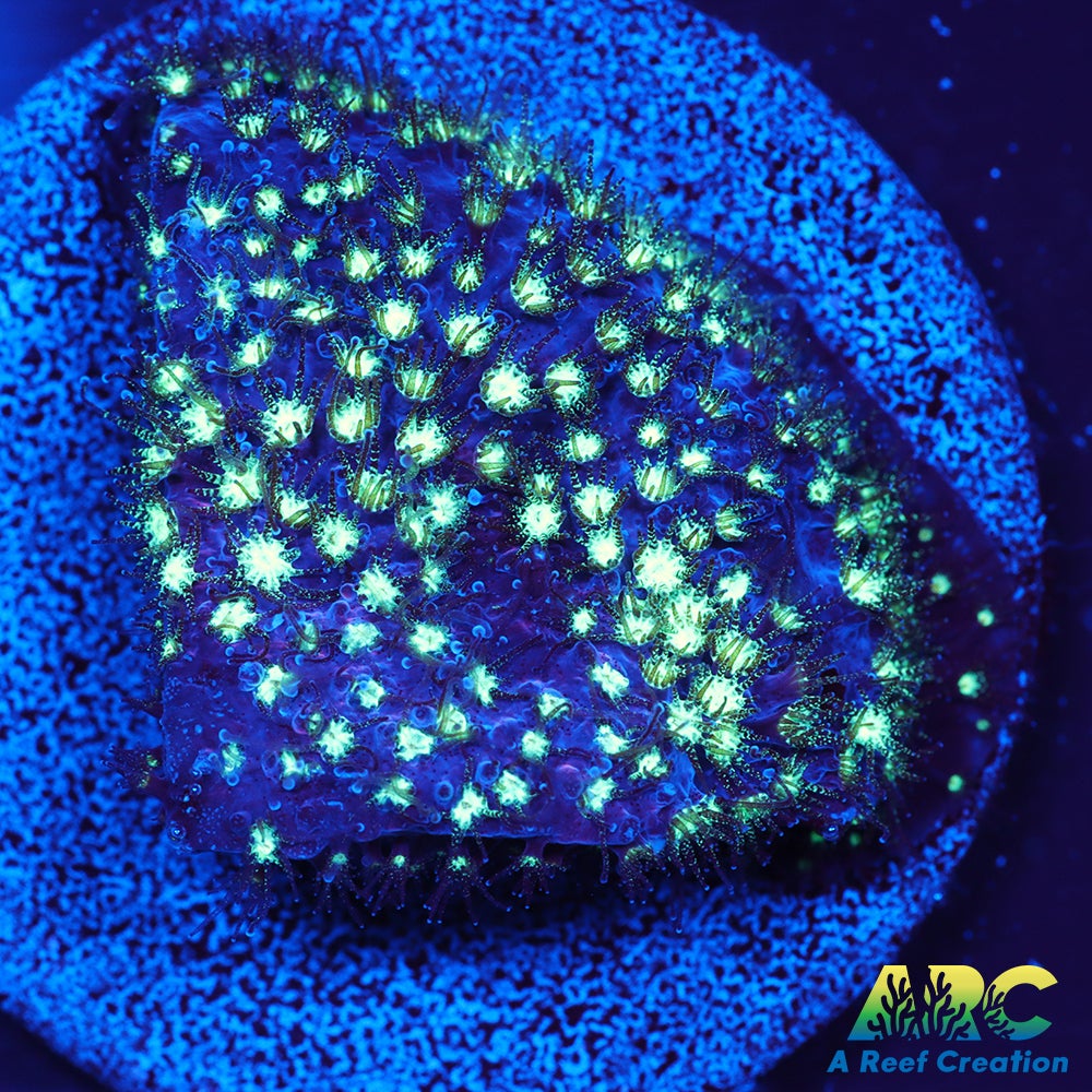 ARC Interstellar Stylo