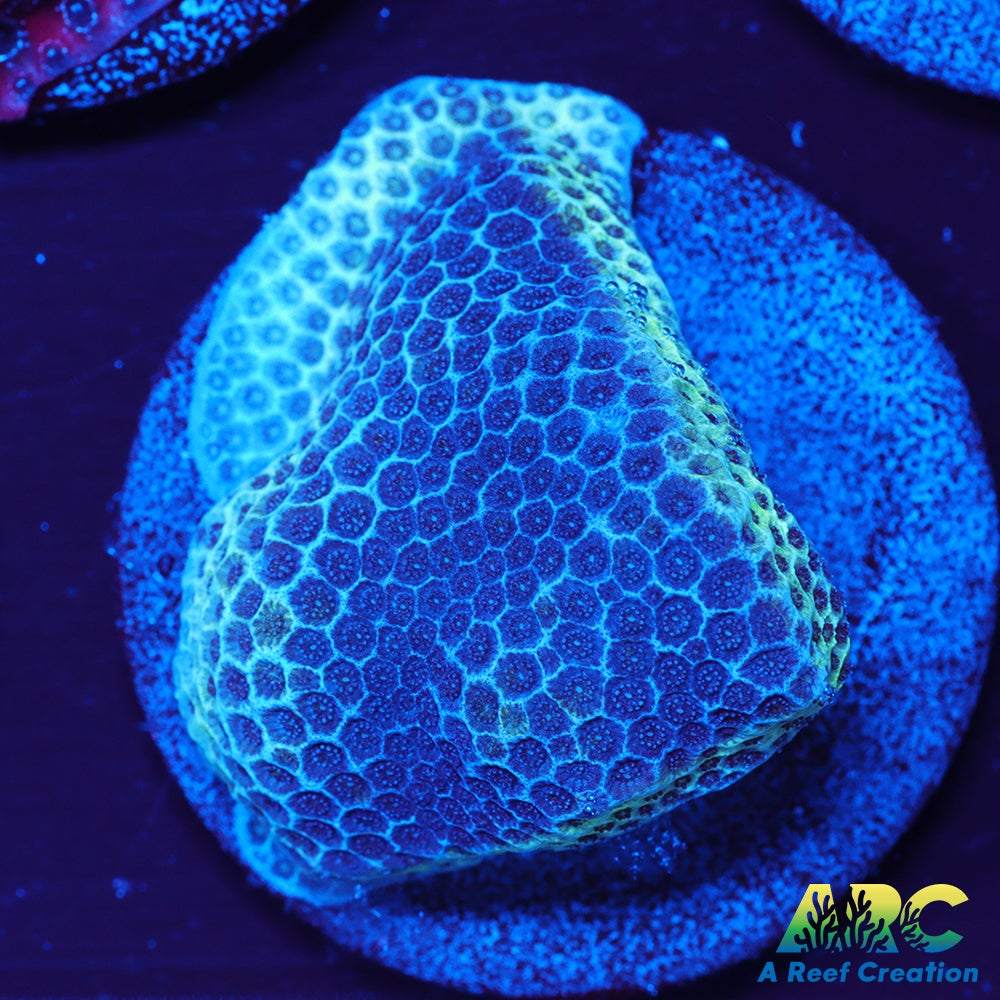 Sand Dollar Porites