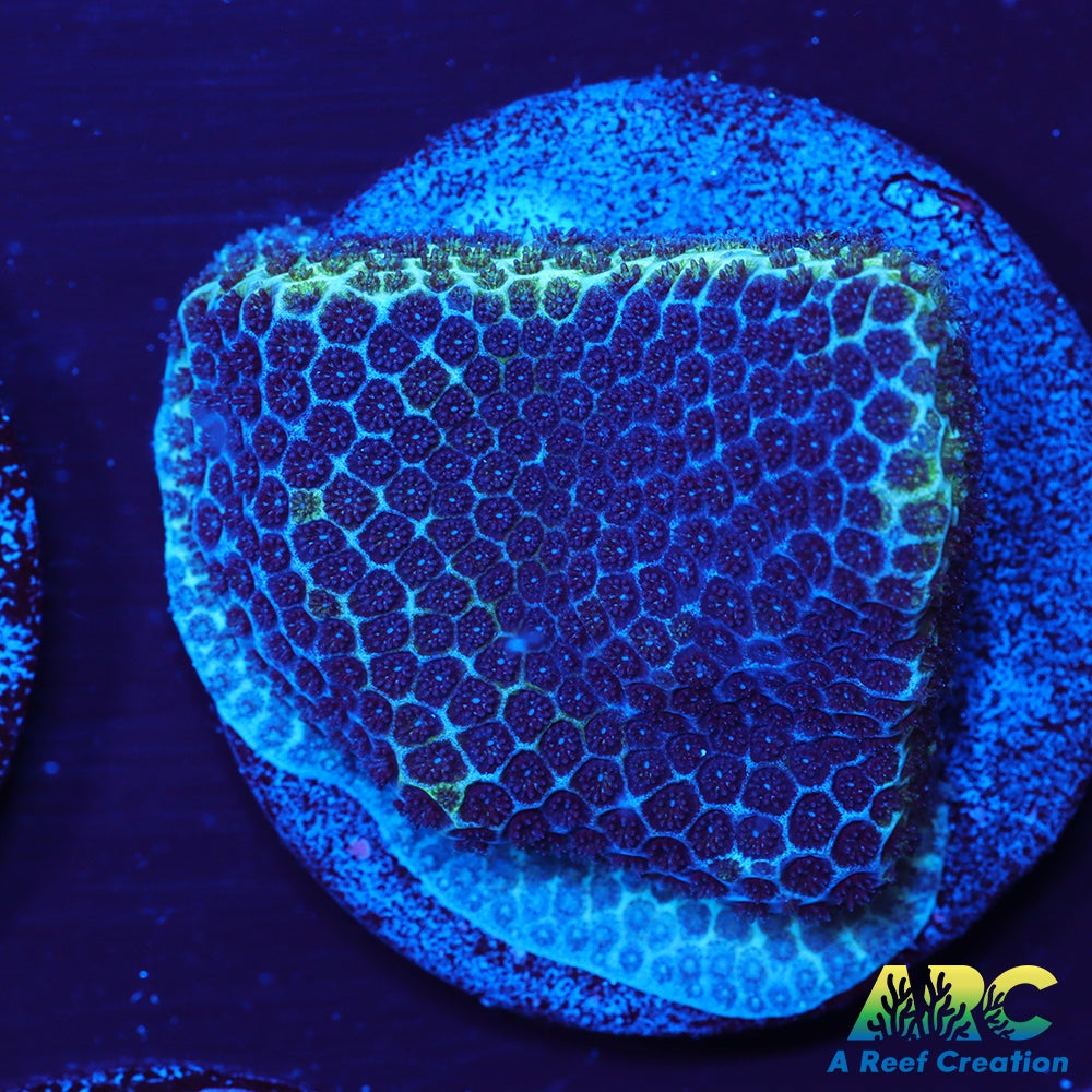 Sand Dollar Porites