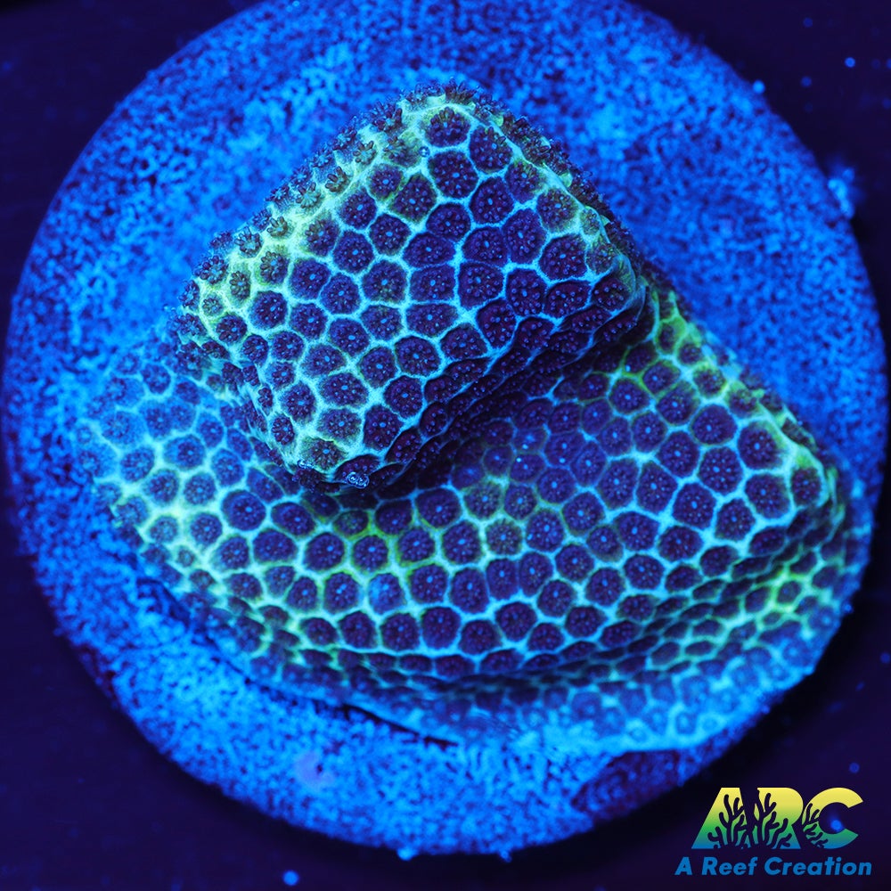Sand Dollar Porites